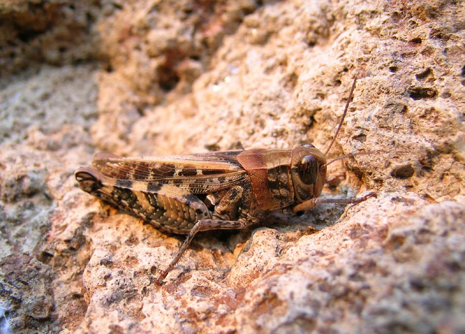 Calliptamus sp. (Acrididae)